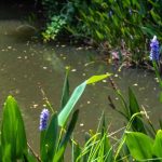 Pond and permaculture: how to integrate water into a resilient and living garden?