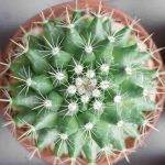 Is your cactus turning yellow? Discover the causes and solutions