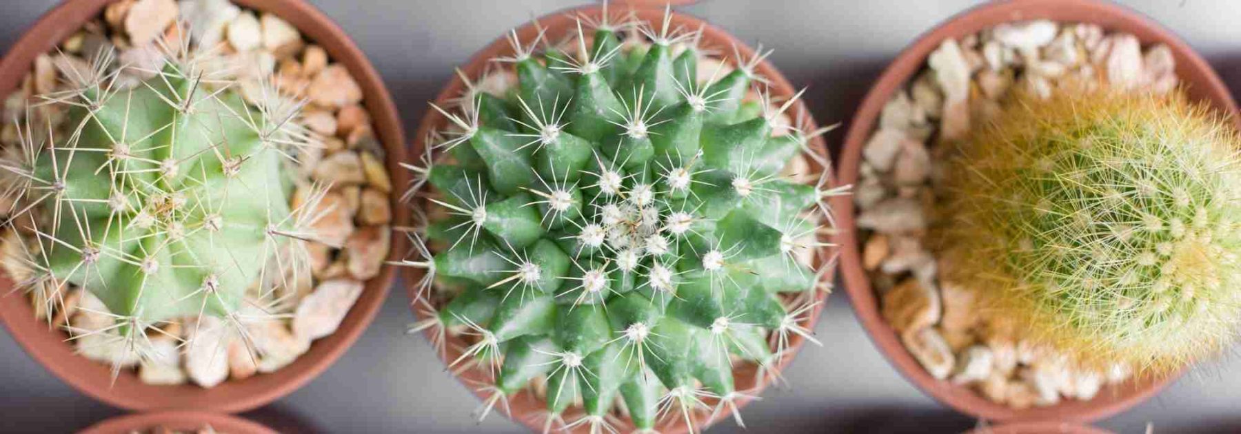 Is your cactus turning yellow? Discover the causes and solutions
