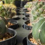 Watering cacti: mistakes to avoid