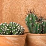 Indoor Cacti: The Easiest Species to Grow