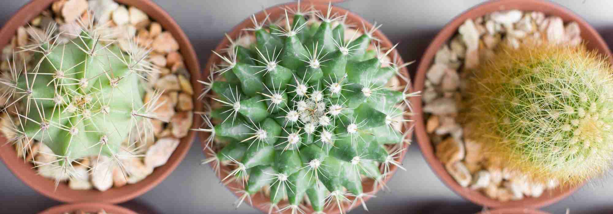 Is your cactus turning yellow? Discover the causes and solutions