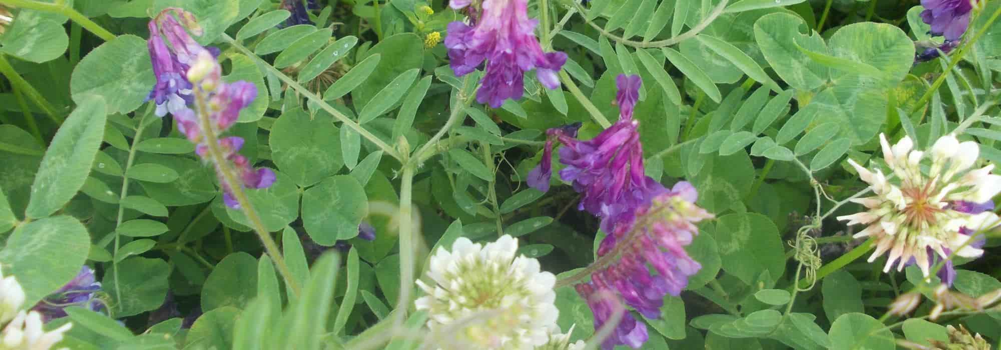 Which green manures to choose for different soil types and crops?