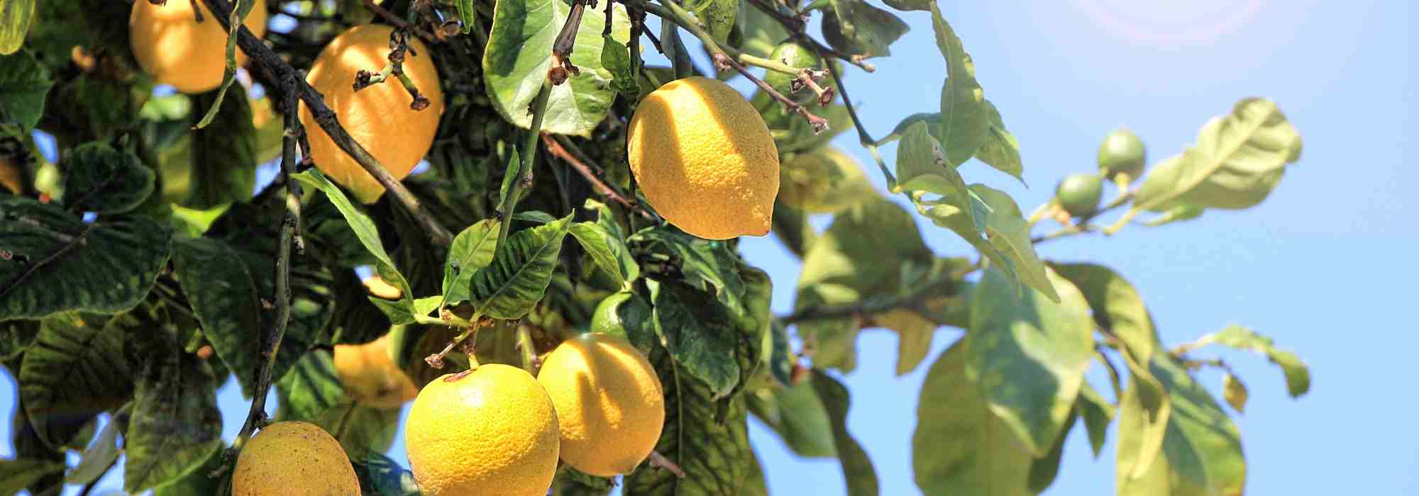 How to grow lemon trees?
