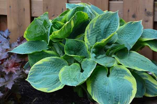 How to divide hostas?