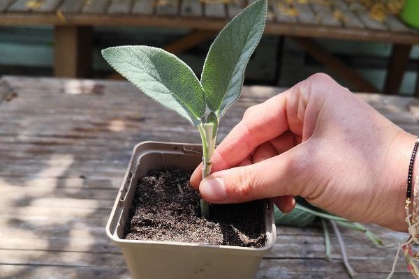 How to succeed with herbaceous cuttings?