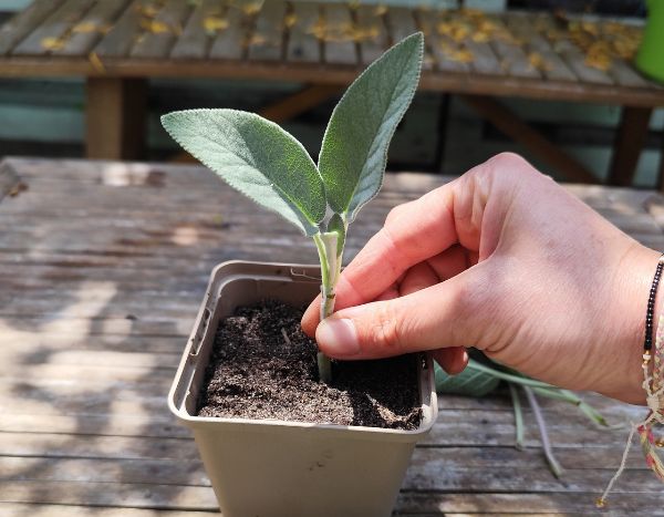 How to succeed with herbaceous cuttings?