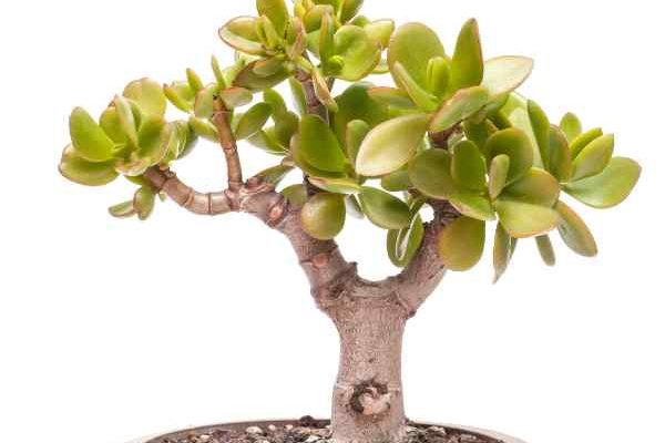 How to prune a Jade plant?