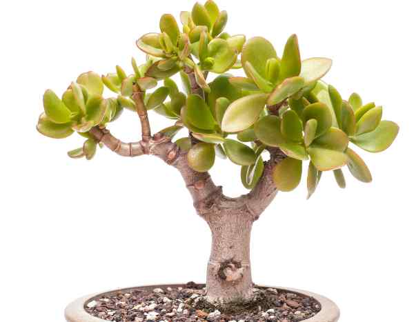 How to prune a Jade plant?