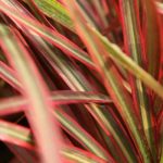 Dracaena indoors: common diseases and pests