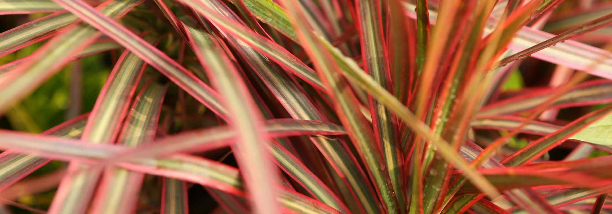 Dracaena indoors: common diseases and pests