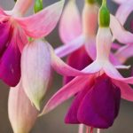 Which fuchsias for in-ground plantation?