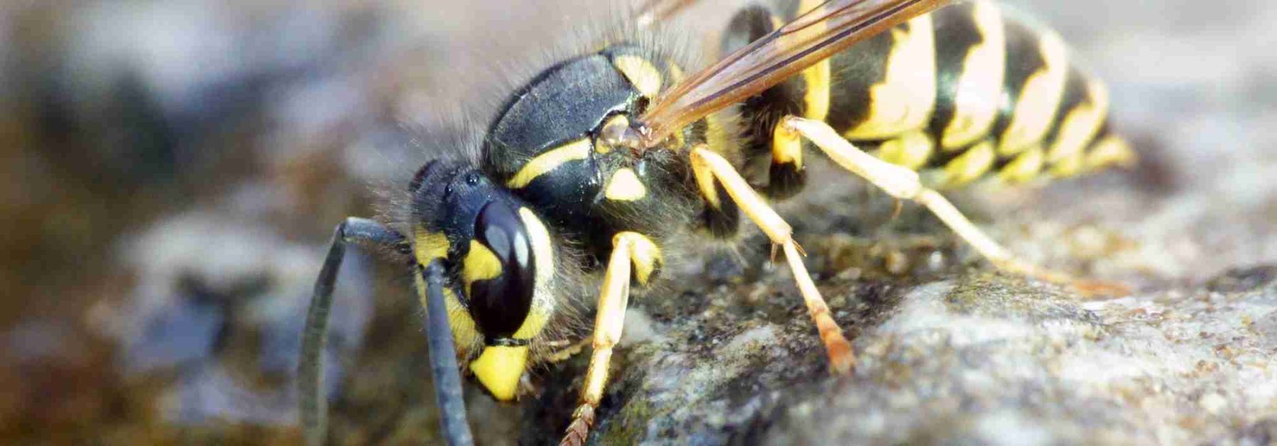 Wasps in the Compost: Why? How to Deter Them?  

(Note: The translation maintains the original HTML structure while adapting the content for a British English gardening audience. Botanical terms remain unchanged, and the tone is kept informative yet accessible for amateur and professional gardeners alike.)