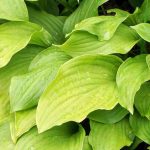 The best yellow- or golden-leaved Hostas to brighten up the garden