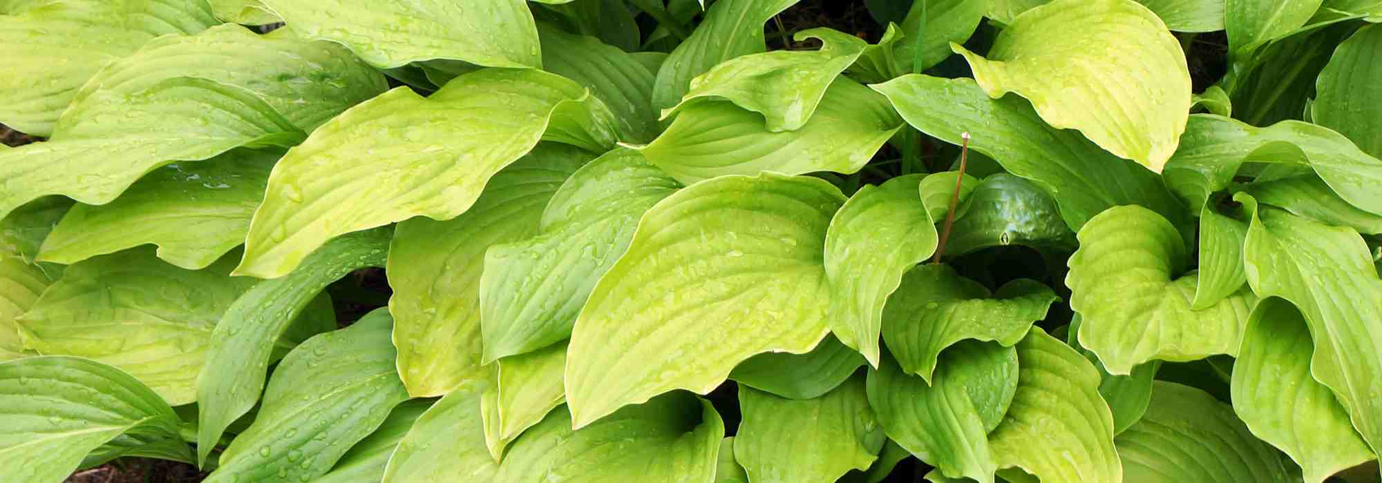 The best yellow- or golden-leaved Hostas to brighten up the garden