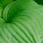 The Best Green-Leafed Hostas to Dress Up Your Garden