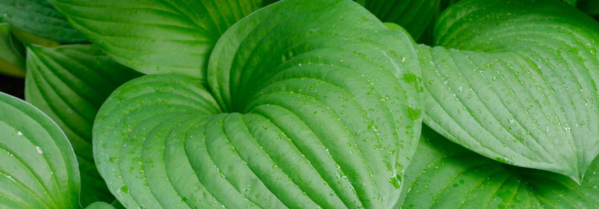The best green-leafed hostas to dress up your garden