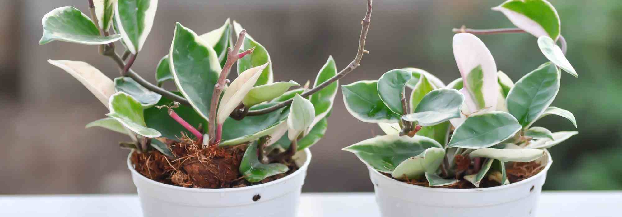 Hoya: What are the most common diseases and parasitic pests?