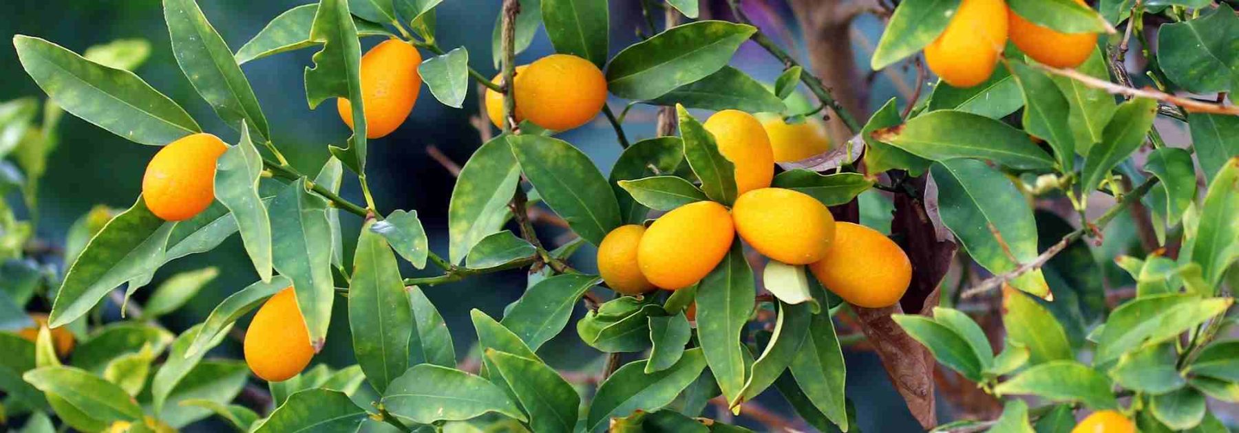 Kumquat: The Most Common Diseases and Pests