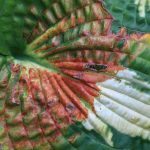 Hosta diseases and parasitic pests
