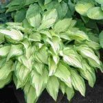 Hostas: The best varieties for pots