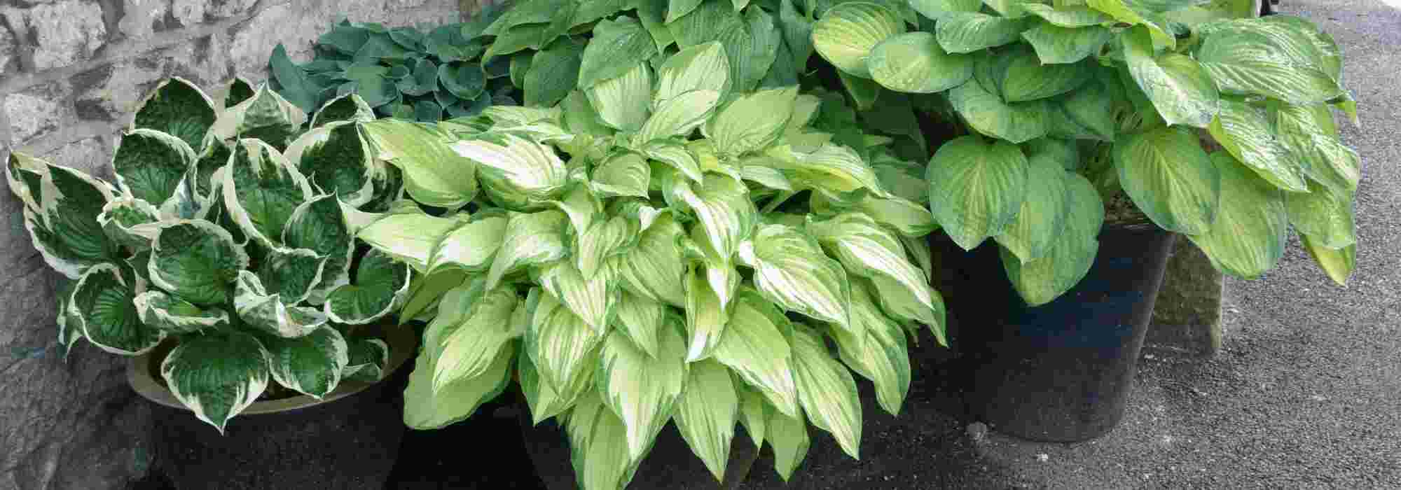 Hostas: The best varieties for pots