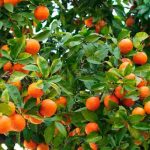 How to grow an orange tree in the ground or in a pot?