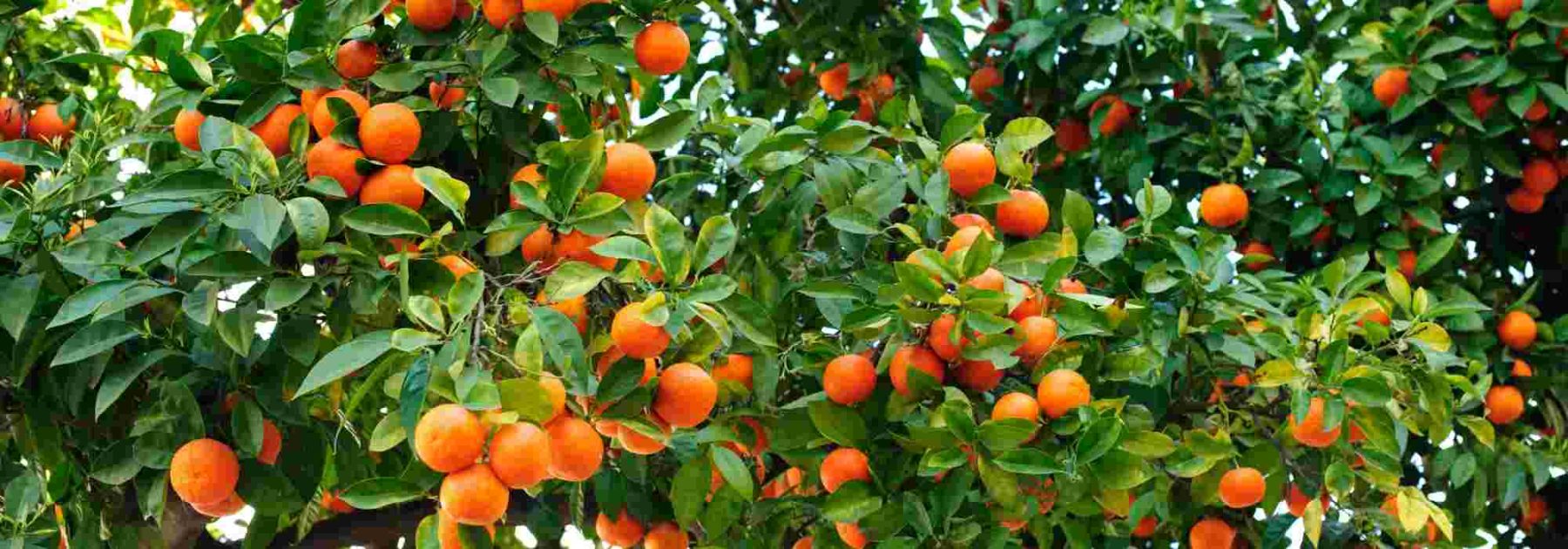 How to grow an orange tree in the ground or in a pot?