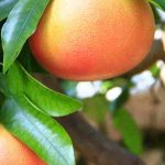 Grapefruit tree: what are the common diseases and parasitic pests?