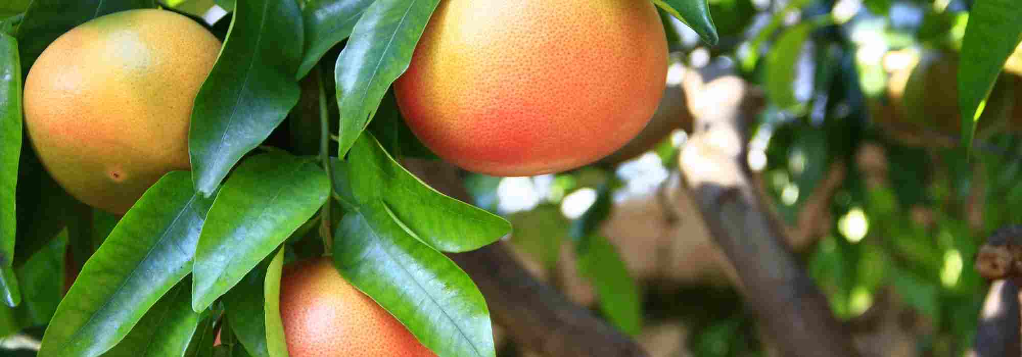 Grapefruit tree: what are the common diseases and parasitic pests?