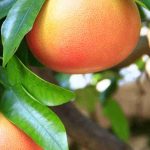 How to grow grapefruit trees?