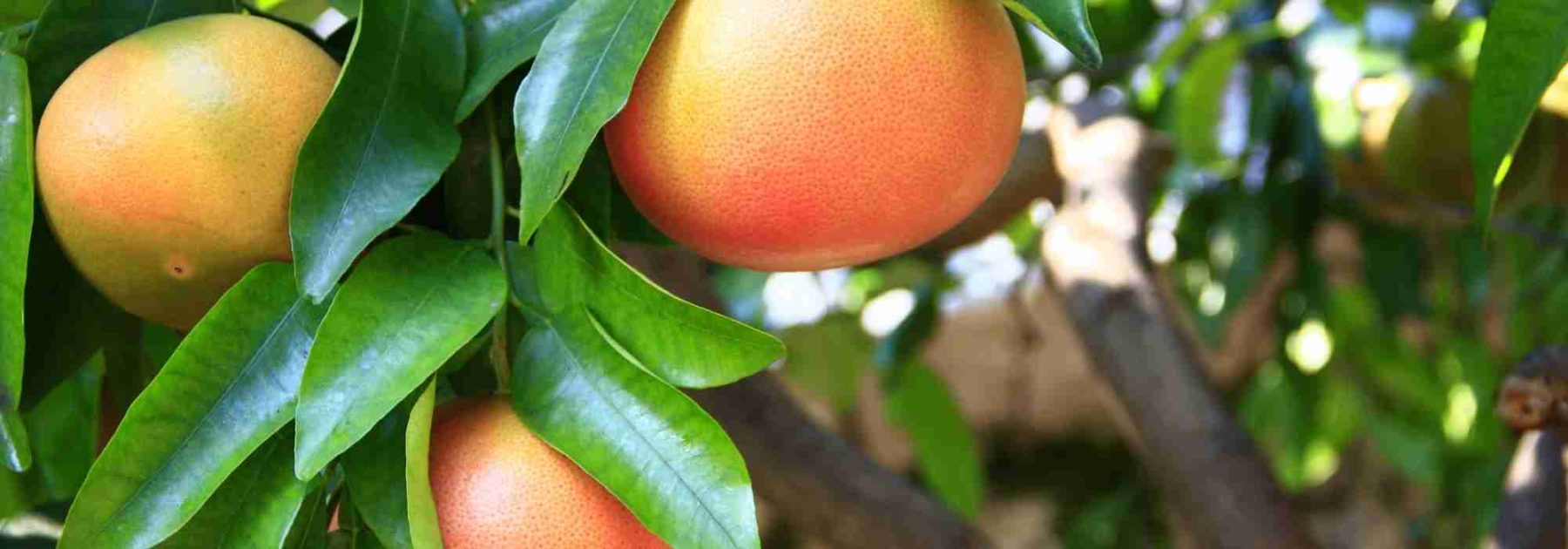 How to grow grapefruit trees?