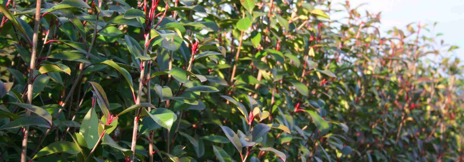 Photinia and drought: what resistance and how to help it in summer?