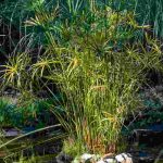 Mediterranean-climate pond: which aquatic plants to choose?