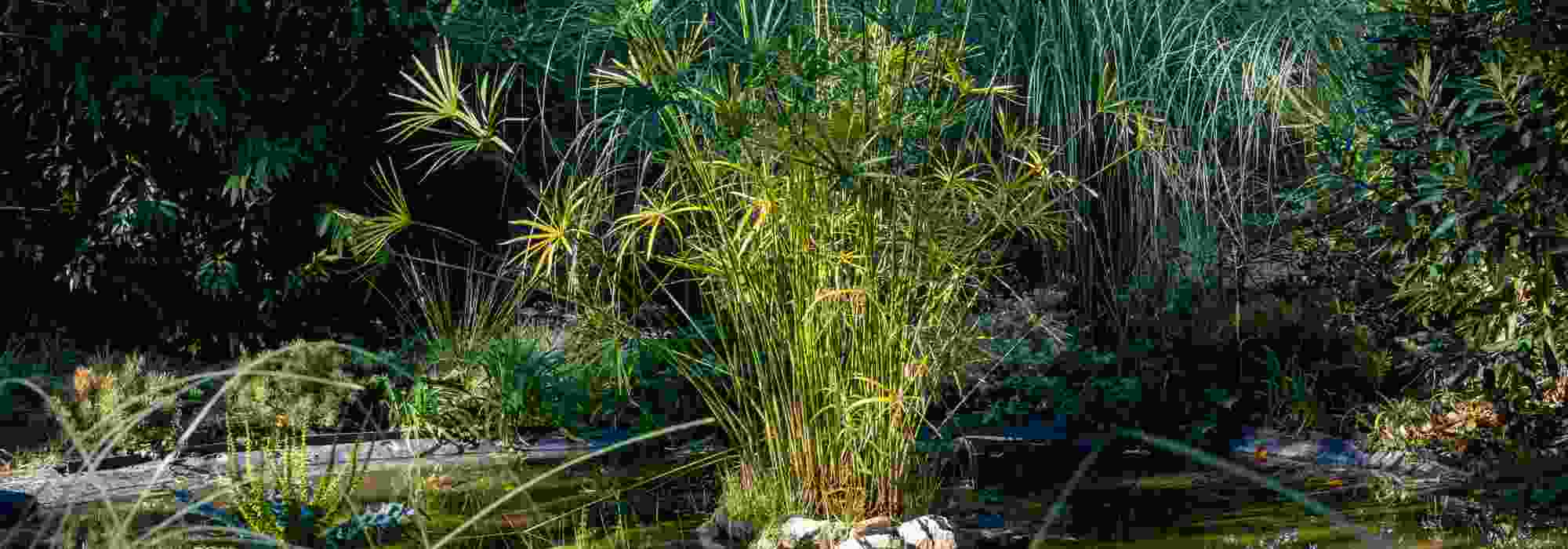 Mediterranean-climate pond: which aquatic plants to choose?