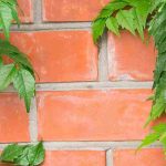 Climbing plants to avoid, so as not to damage walls