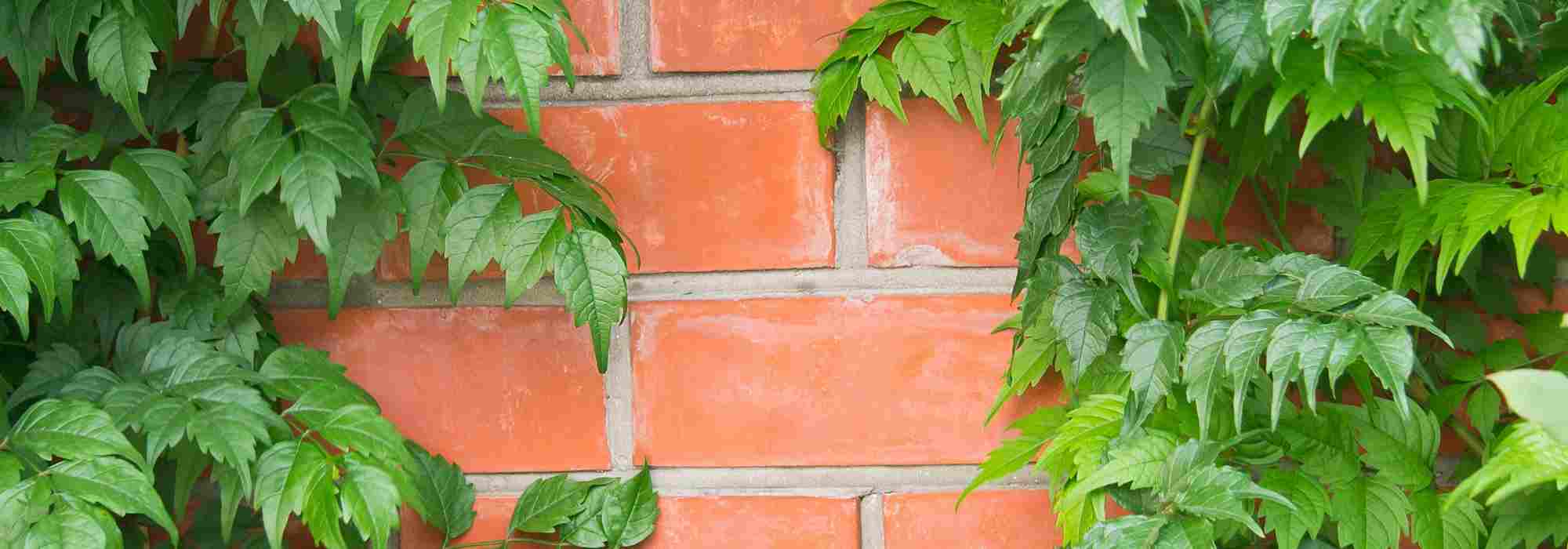 Climbing plants to avoid, so as not to damage walls
