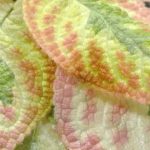 Indoor plants with colourful foliage: brighten up your decor!