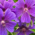 Plants that tolerate both shade and full sun