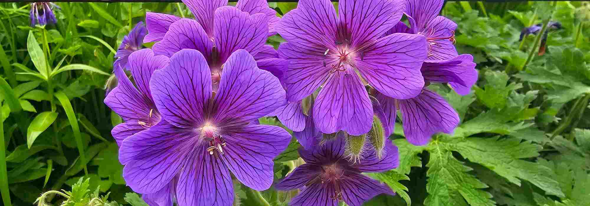 Plants that tolerate both shade and full sun
