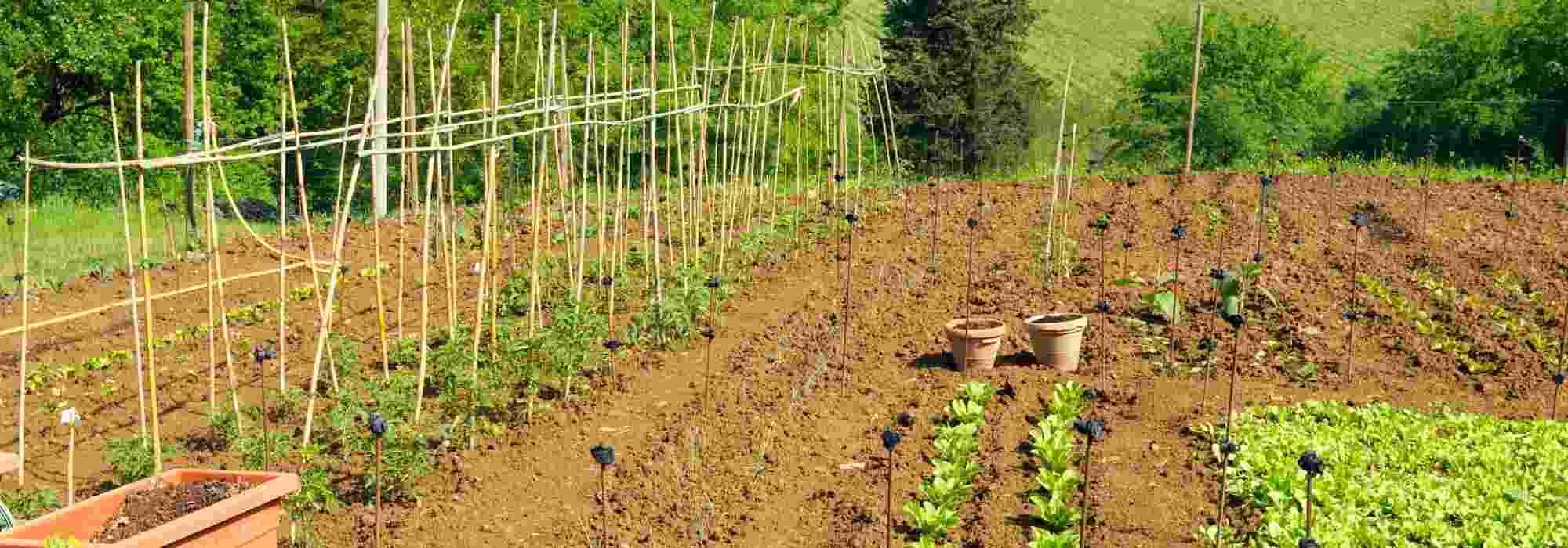 Growing a vegetable garden near farmland: what are the impacts? What solutions?