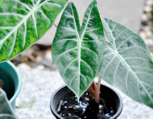 When and how to repot an alocasia?