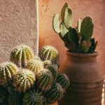 When and how to repot a cactus?