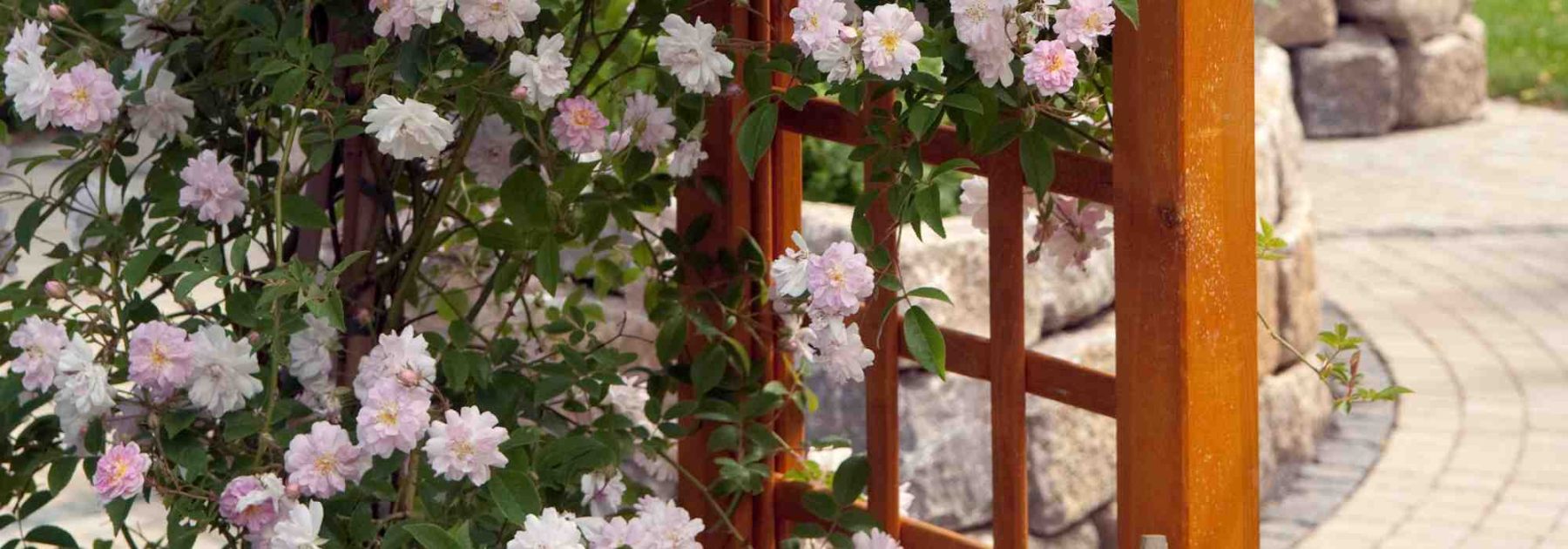 Which climbing rose to choose for container growing?
