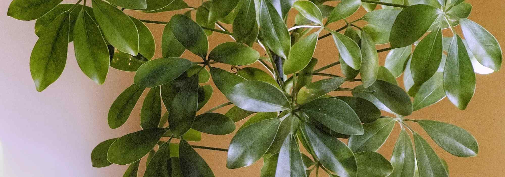 Schefflera: Care, Propagation by Cuttings, and Cultivation Tips