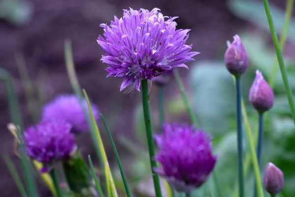 How to succeed in your sowing of chives, in pots or in the garden?