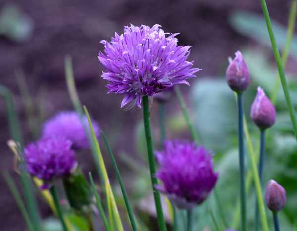 How to succeed in your sowing of chives, in pots or in the garden?