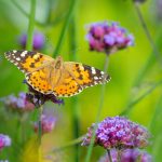 Butterflies in the garden: how to attract and welcome them naturally