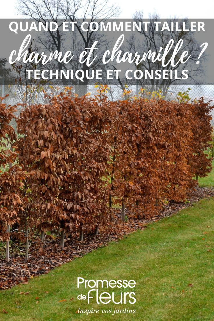 prune the hornbeams and hornbeam hedges