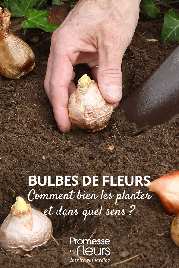 planting a flower bulb